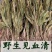 见血清中药材冷背中药材大全货真价实批发零售