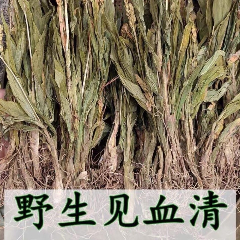 见血清中药材冷背中药材大全货真价实批发零售