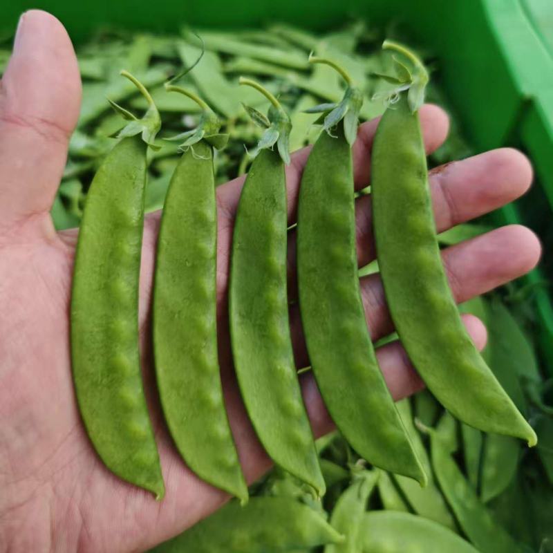 高品质荷兰豆豌豆，量大全年供应，有需要随时联系
