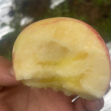 富士光果冰糖心。