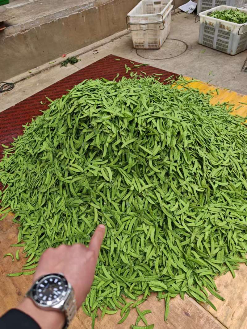 高品质荷兰豆豌豆，量大全年供应，有需要随时联系