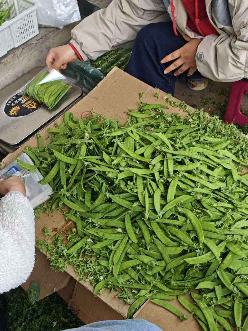 高品质荷兰豆豌豆，量大全年供应，有需要随时联系