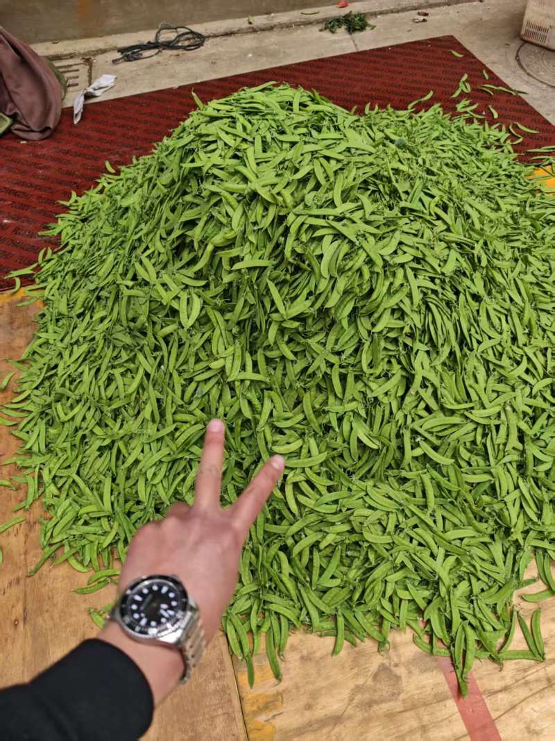 高品质荷兰豆豌豆，量大全年供应，有需要随时联系