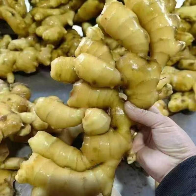 山东优质小黄姜原产地大量供应出口市场商超电商随到随装保质保量