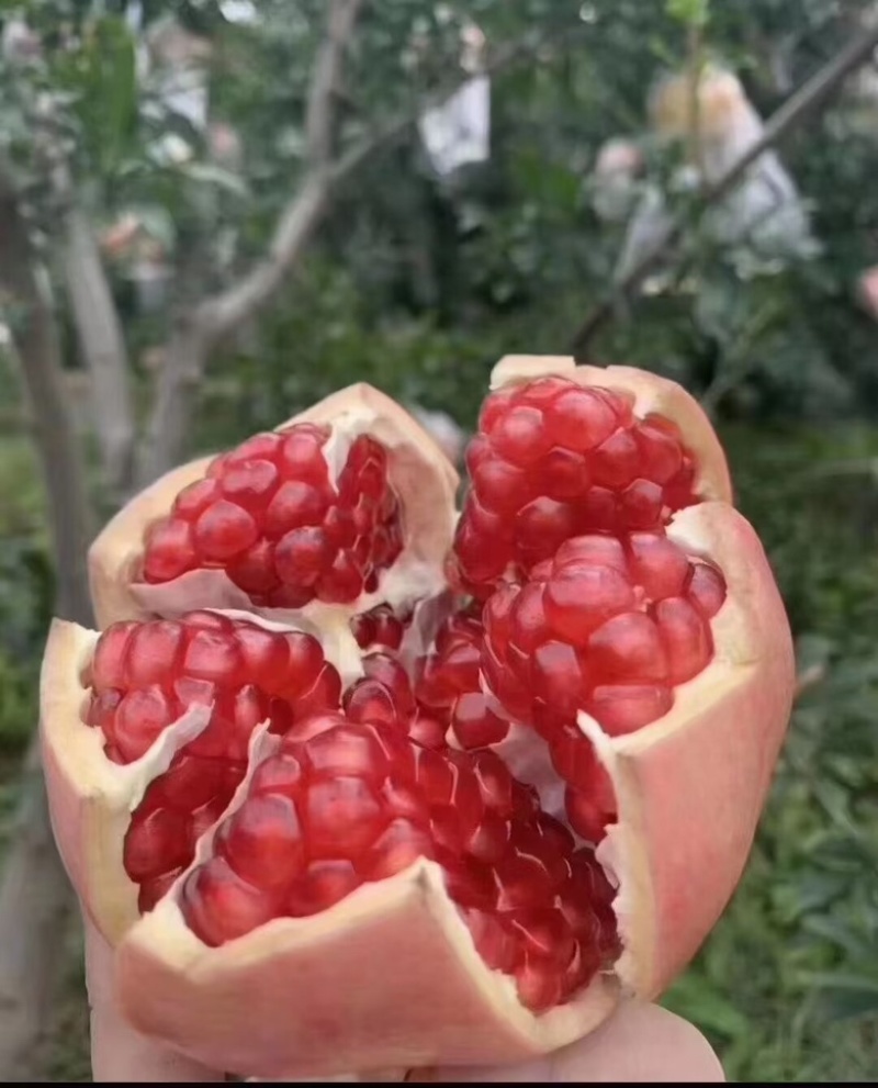 临潼石榴