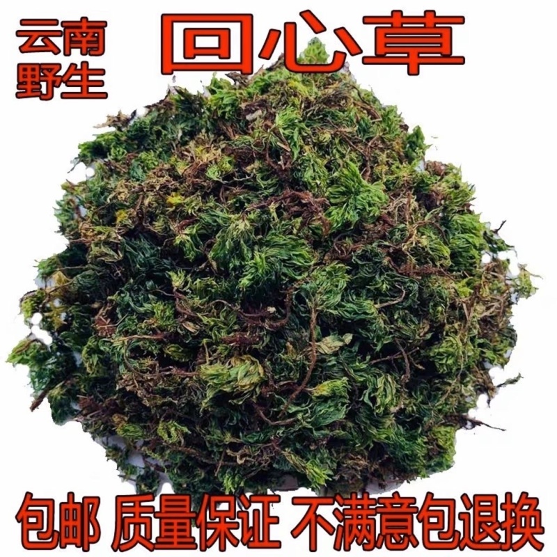 回心草中药材冷背中药材大全批发零售货真价实