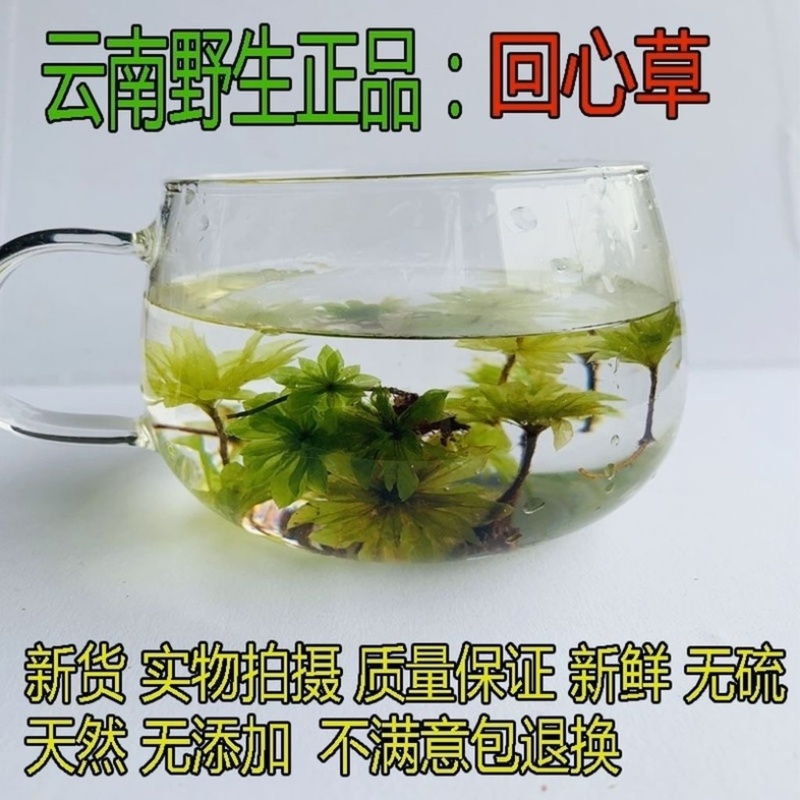 回心草中药材冷背中药材大全批发零售货真价实