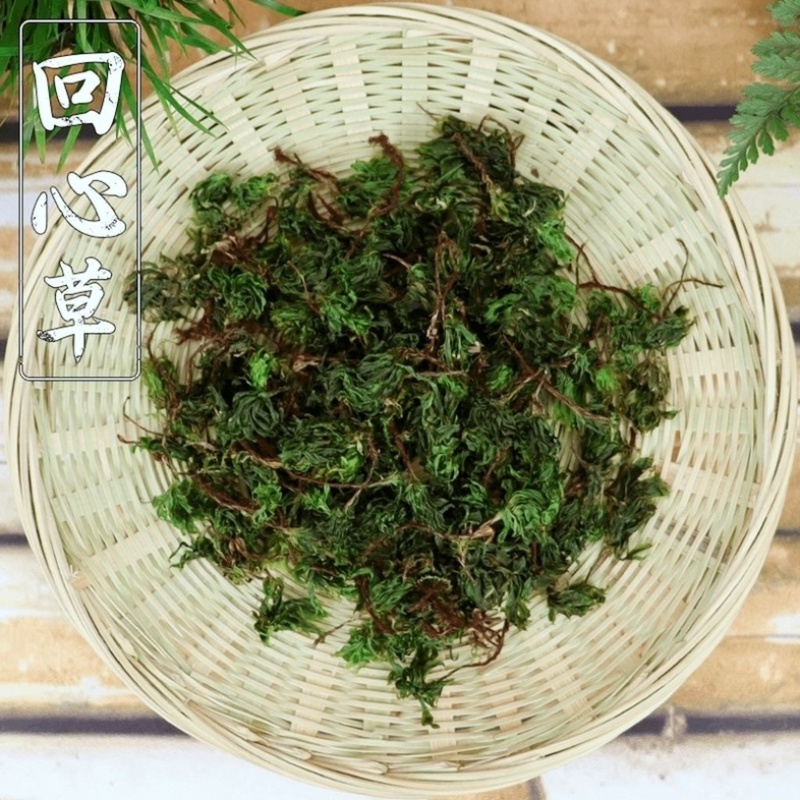 回心草中药材冷背中药材大全批发零售货真价实