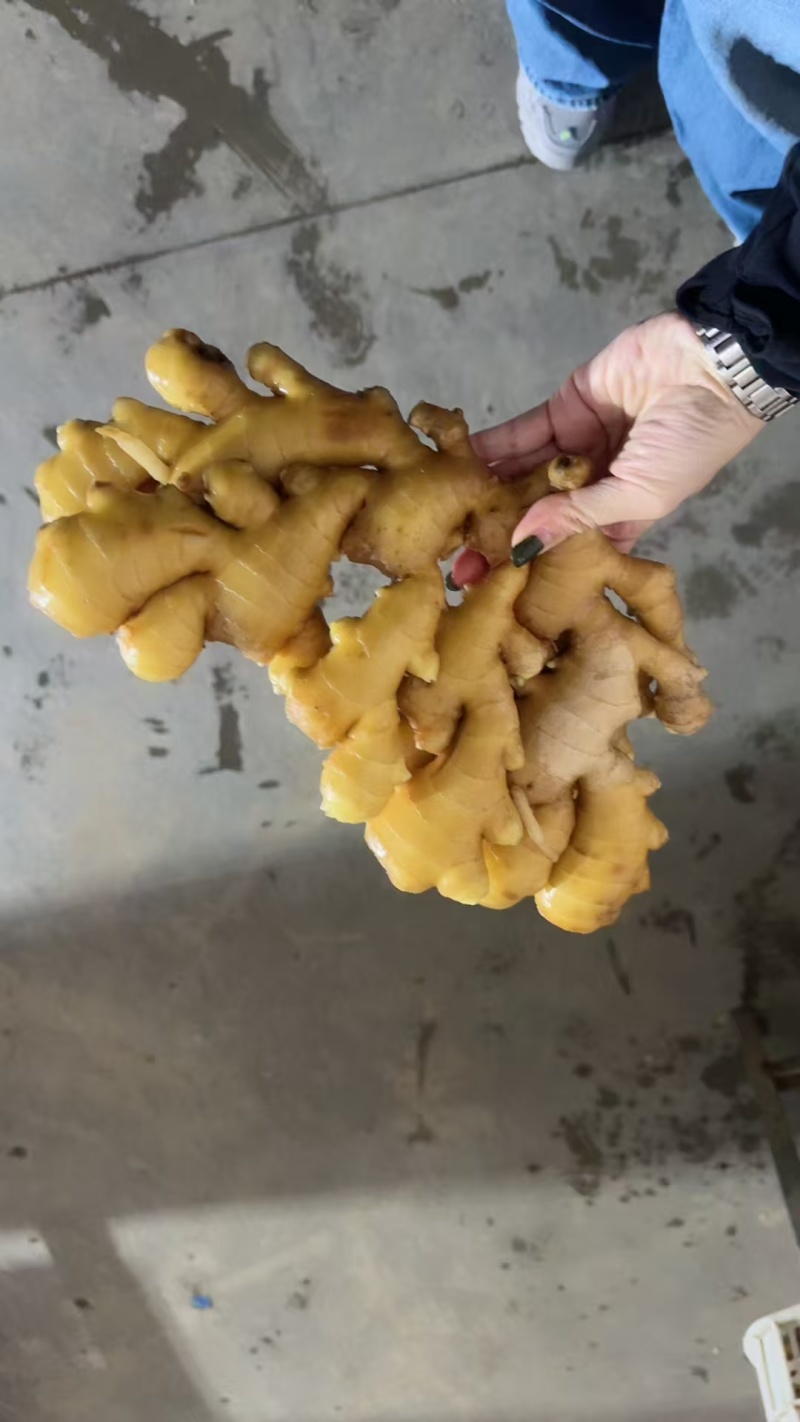 山东优质小黄姜原产地大量供应出口市场商超电商随到随装保质保量