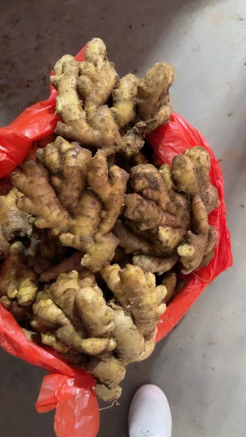 山东优质小黄姜原产地大量供应出口市场商超电商随到随装保质保量