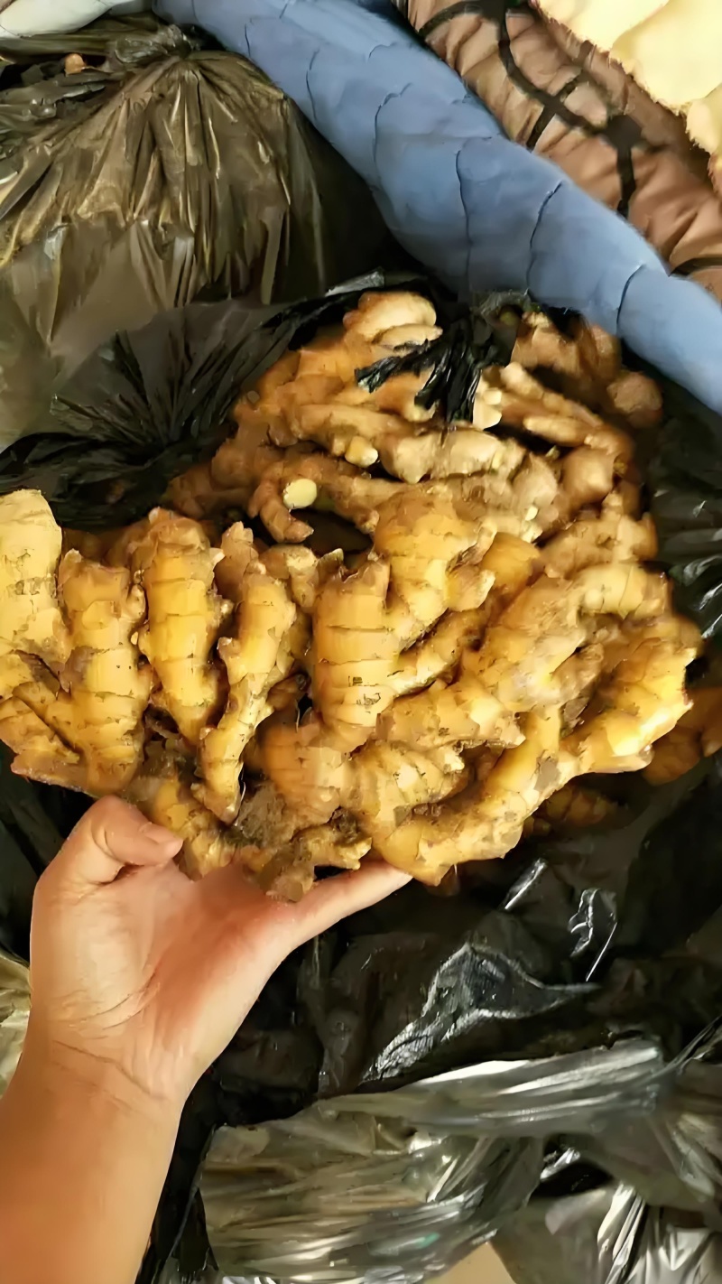 山东优质小黄姜原产地大量供应出口市场商超电商随到随装保质保量