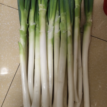 铁杆大葱页面好