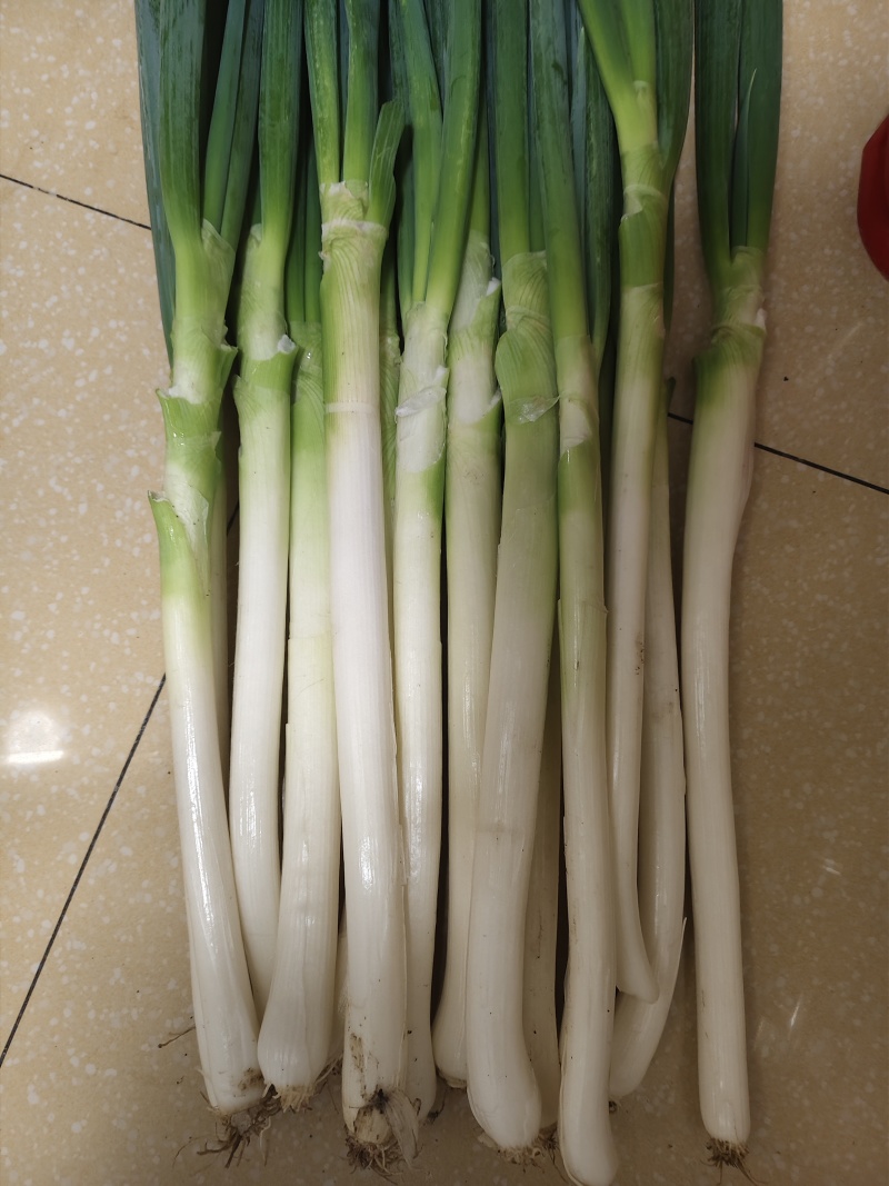 铁杆大葱页面好