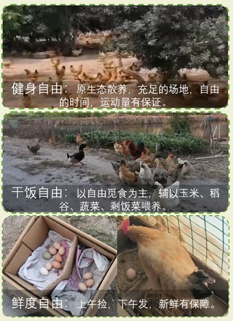 土鸡蛋直销林下散养黄心无色素吃五谷杂粮长大