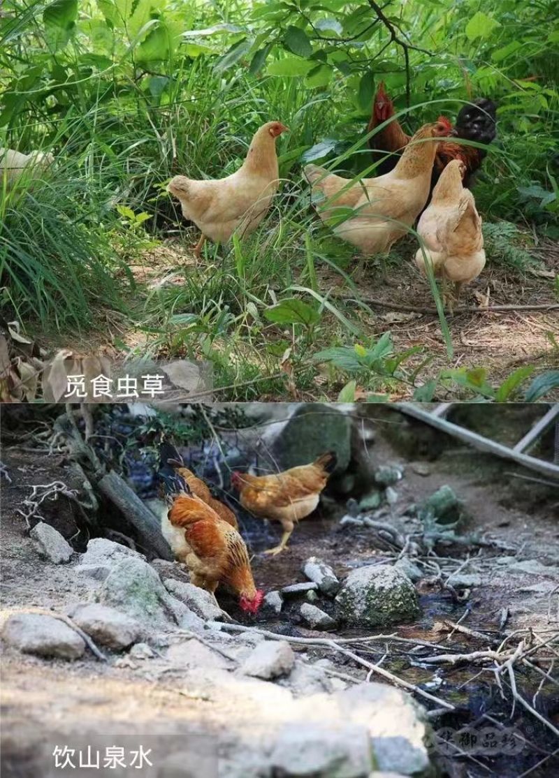 土鸡蛋直销林下散养黄心无色素吃五谷杂粮长大