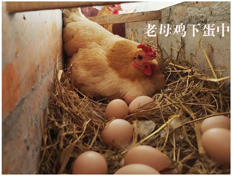 土鸡蛋直销林下散养黄心无色素吃五谷杂粮长大