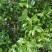 无量山古树普洱茶，口感香气高扬，厂家直销一手货源全国发货