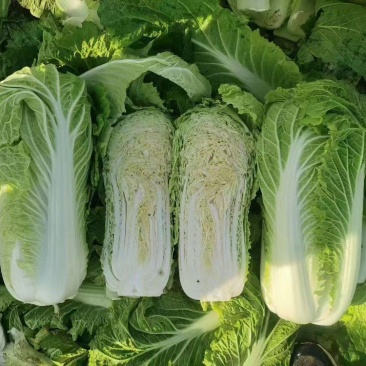 玉田产区大白菜大量供应中！质量很好做工精细