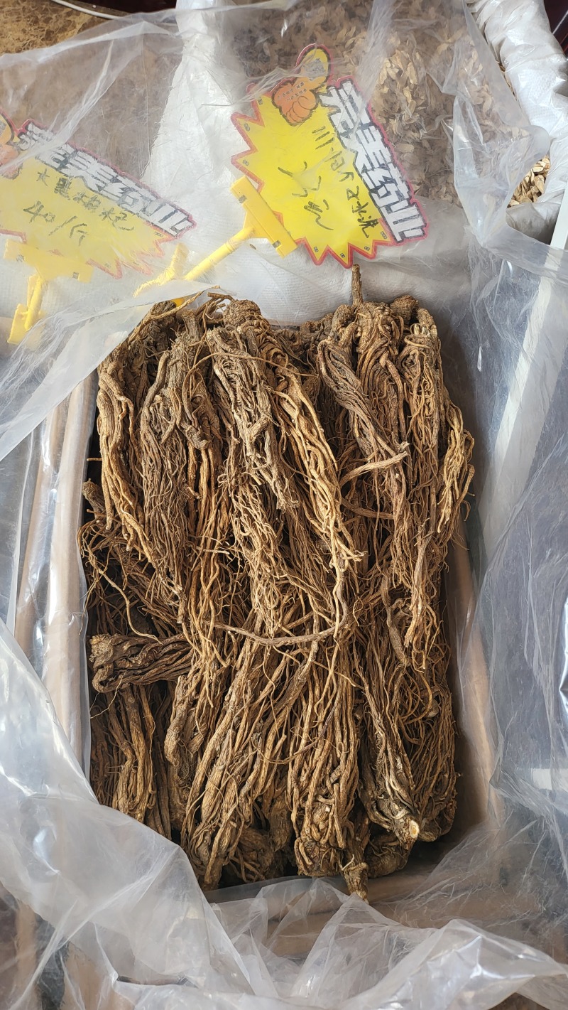 川当归水洗个子及切片各种规格批发