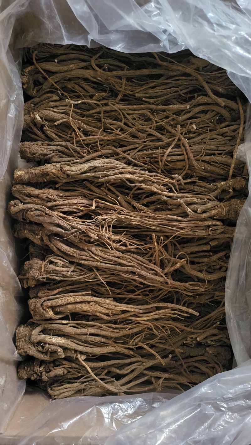 川当归水洗个子及切片各种规格批发