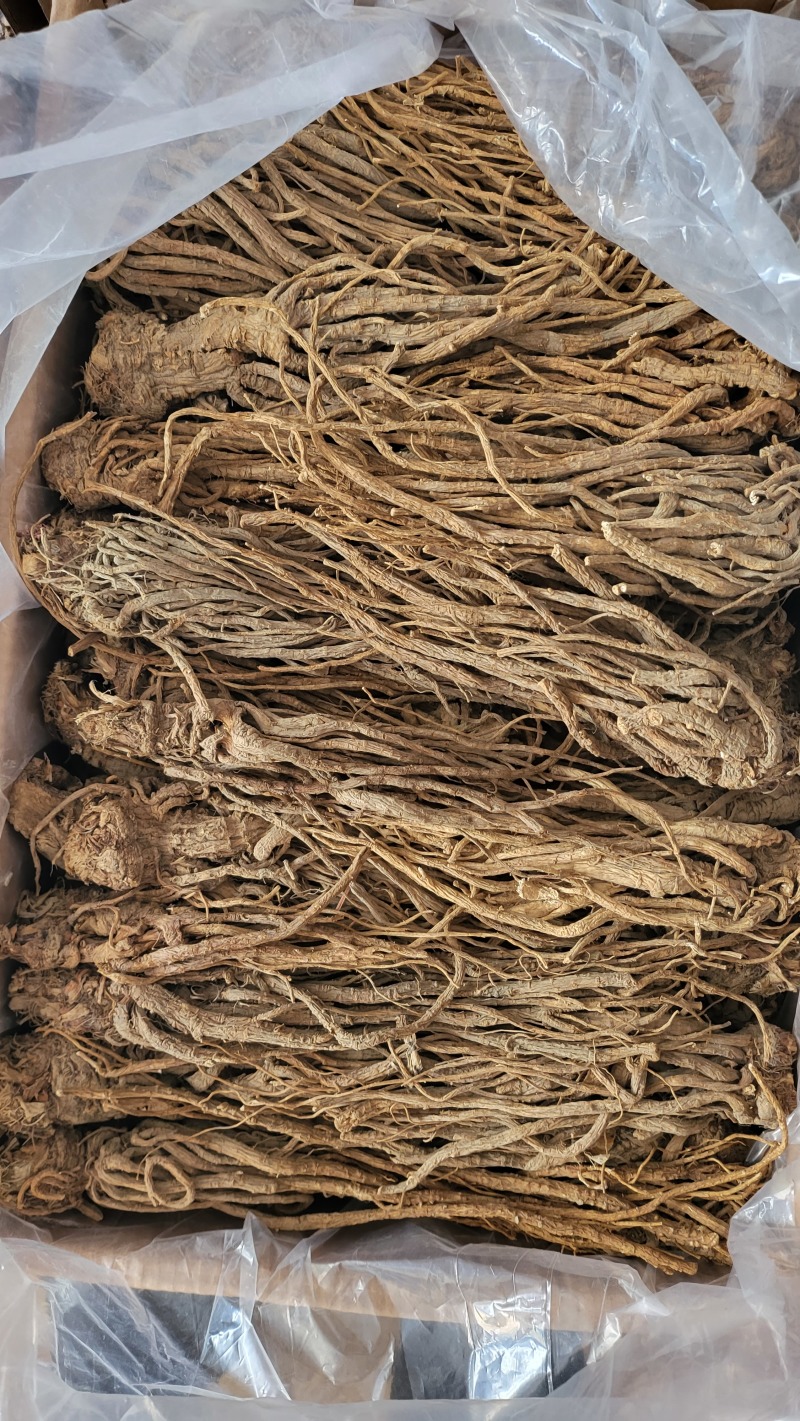 川当归水洗个子及切片各种规格批发
