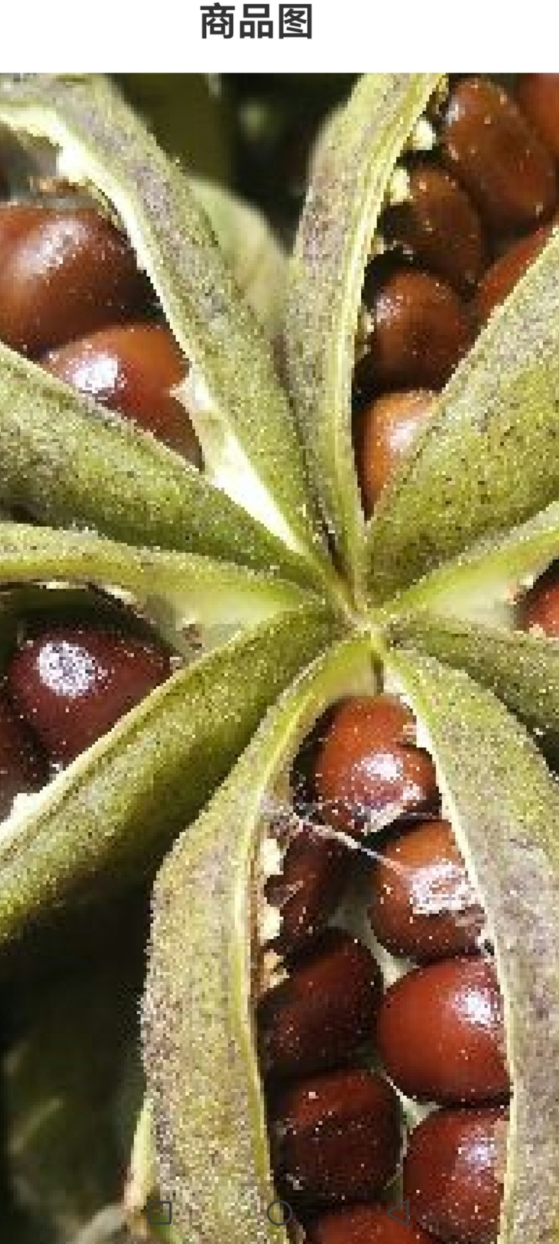 25年新产芍药籽有自己育的种苗基地不满意包退货