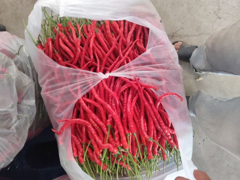 鸡青红，大量有货
