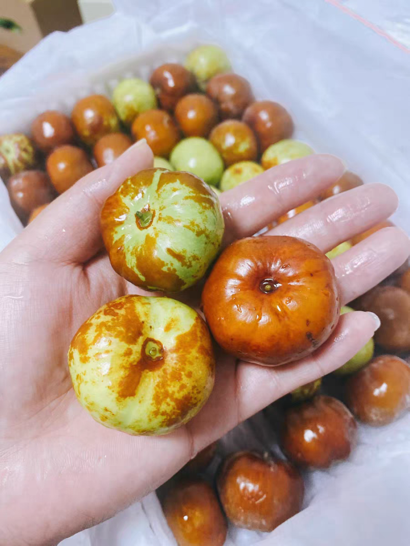 河南潘枣，鲜枣