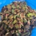 山东特产威海青皮无花果干