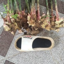 生姜