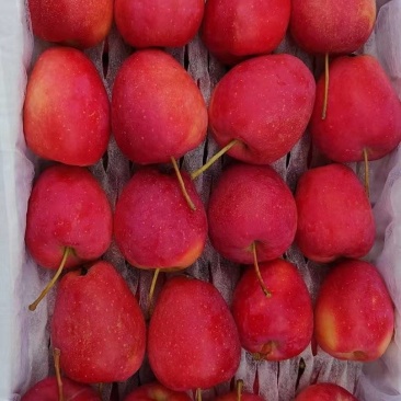 鸡心果