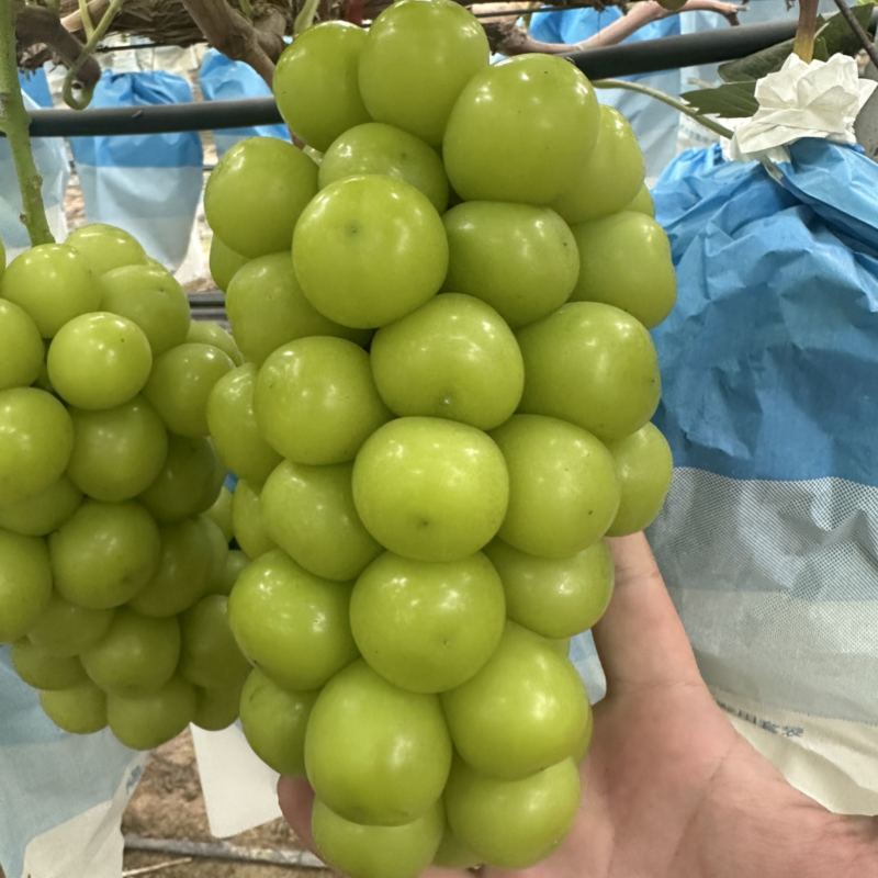 10.12山东菏泽大串大颗粒有手感三块多