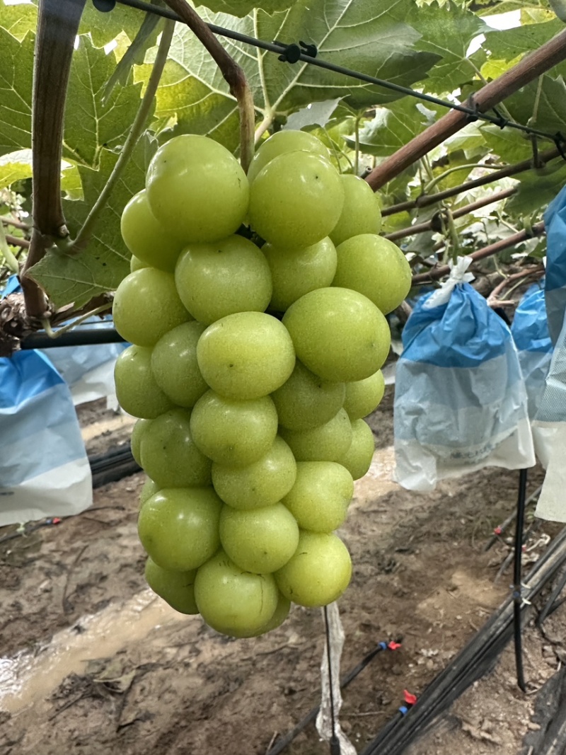 10.12山东菏泽大串大颗粒有手感三块多