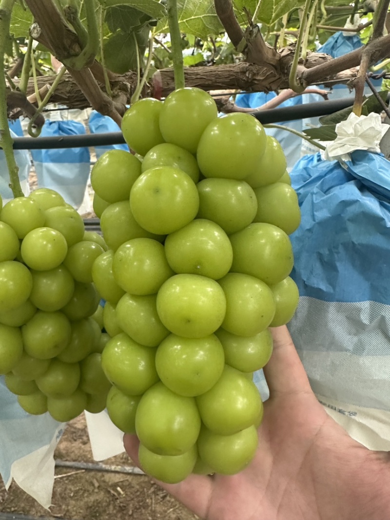 10.12山东菏泽大串大颗粒有手感三块多