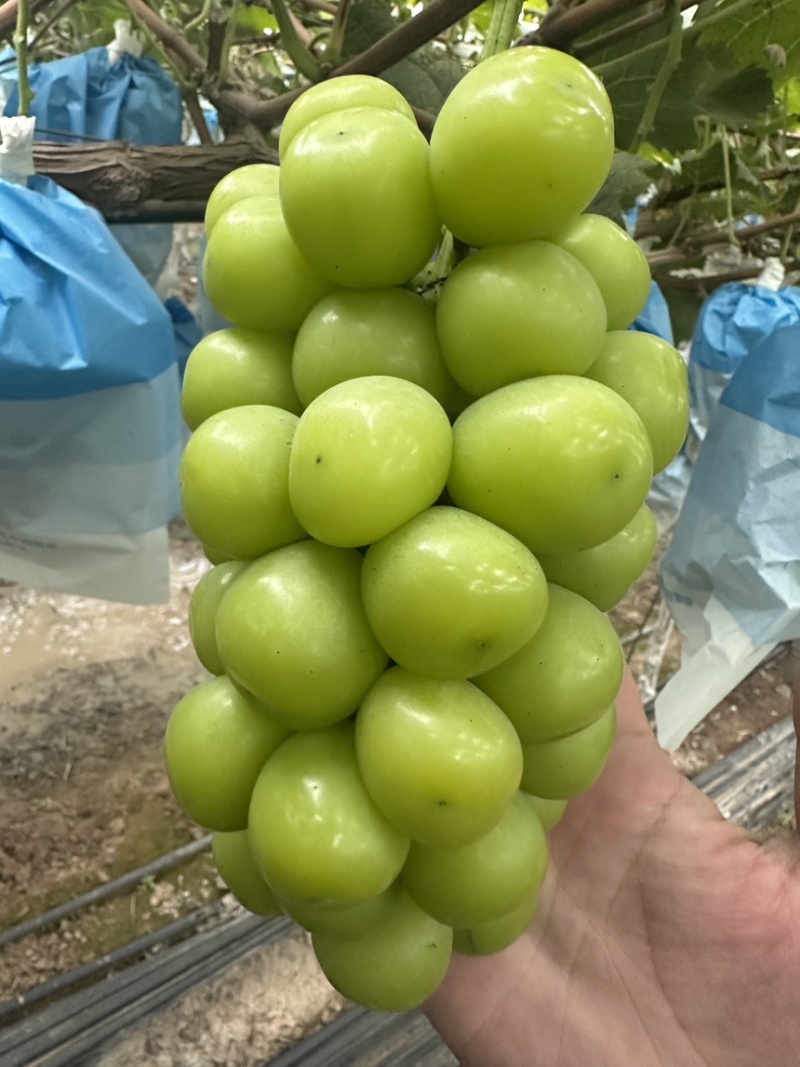 10.12山东菏泽大串大颗粒有手感三块多