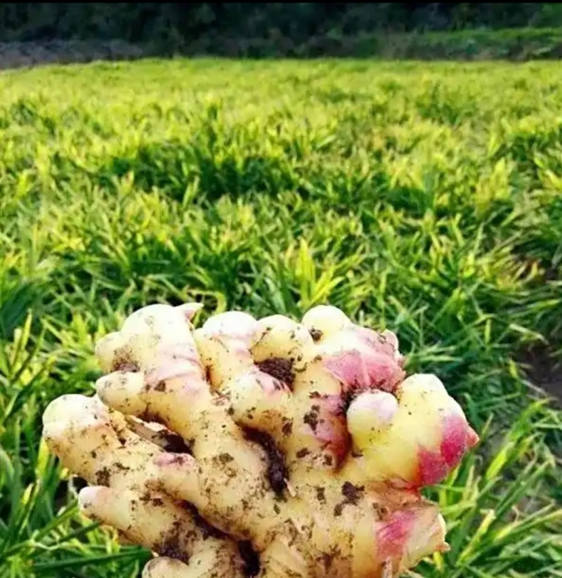 广西自产小黄姜大黄姜