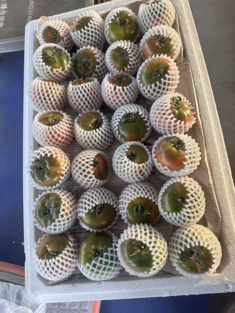 草莓西红柿大量上市产地直发可视频看货
