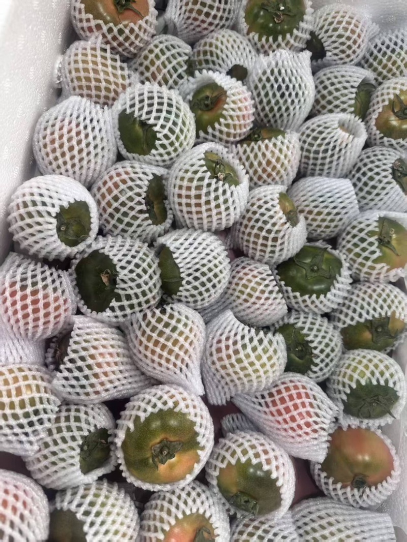 铁皮西红柿对接各大商超全国代发电联详谈