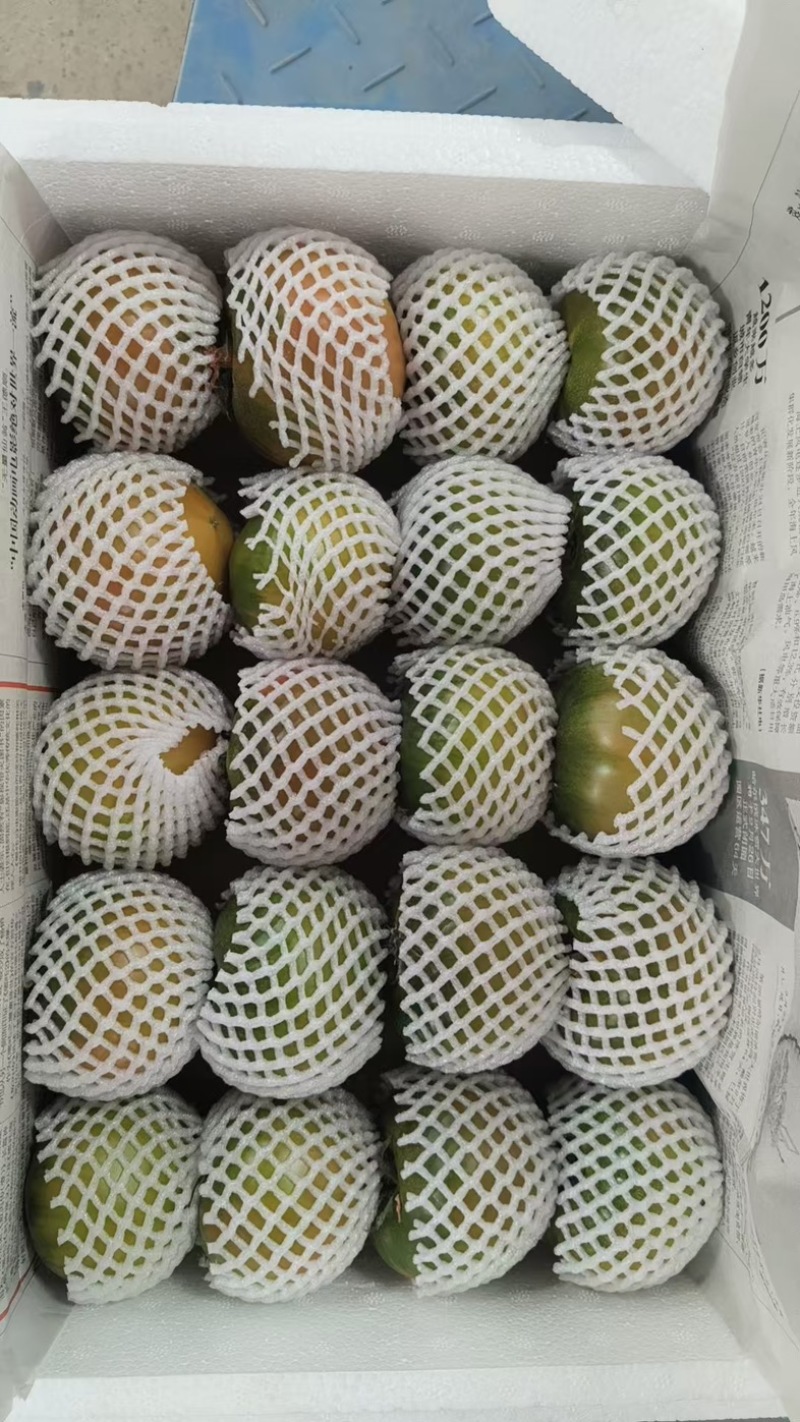铁皮西红柿对接各大商超全国代发电联详谈