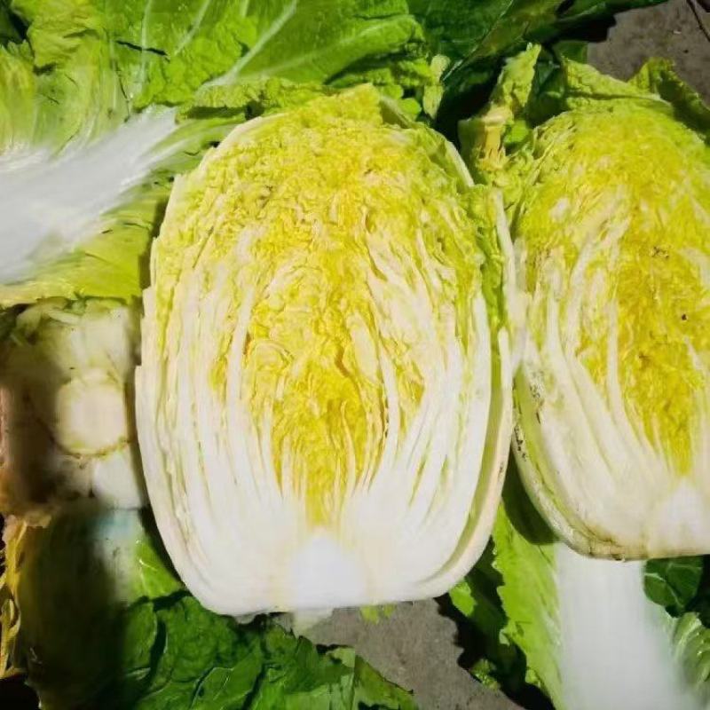 湖北天门精品黄心白菜大量上市品质保证量大从优一手货
