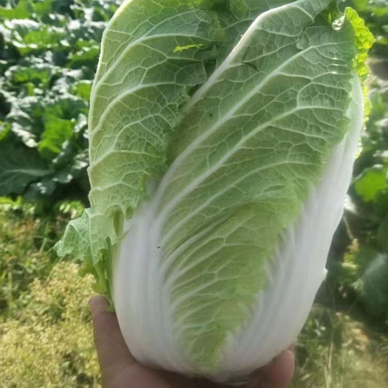 湖北天门精品黄心白菜大量上市品质保证量大从优一手货