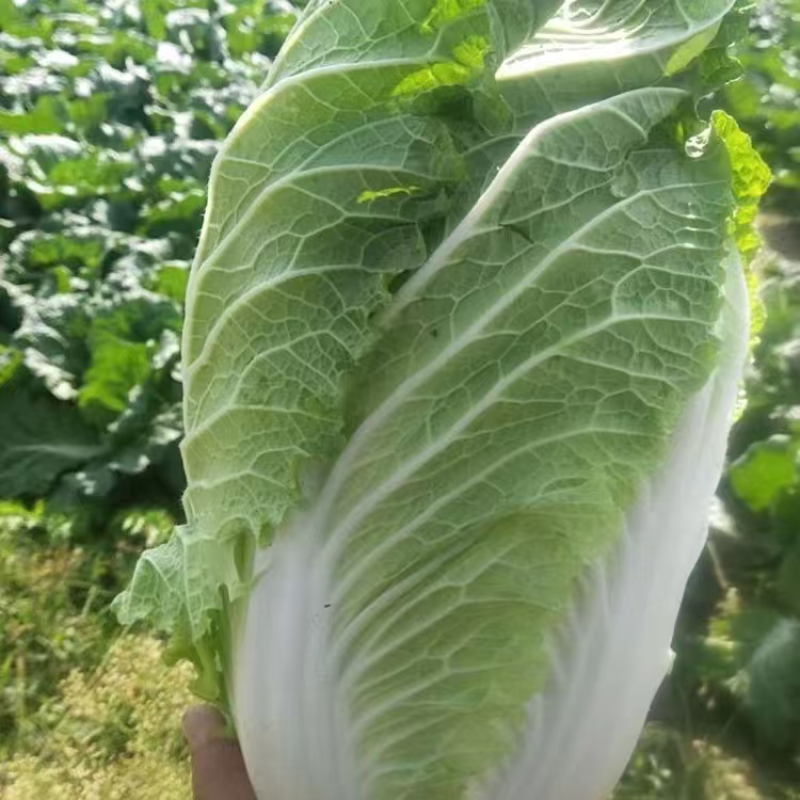 湖北天门精品黄心白菜大量上市品质保证量大从优一手货