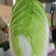 湖北天门精品黄心白菜大量上市品质保证量大从优一手货