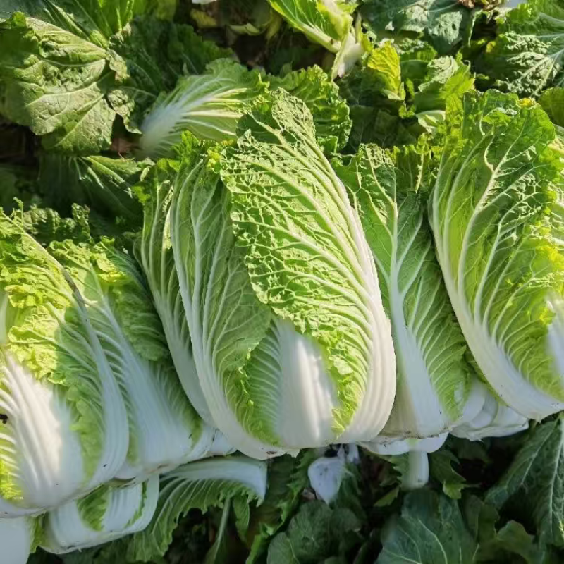 湖北天门精品黄心白菜大量上市品质保证量大从优一手货