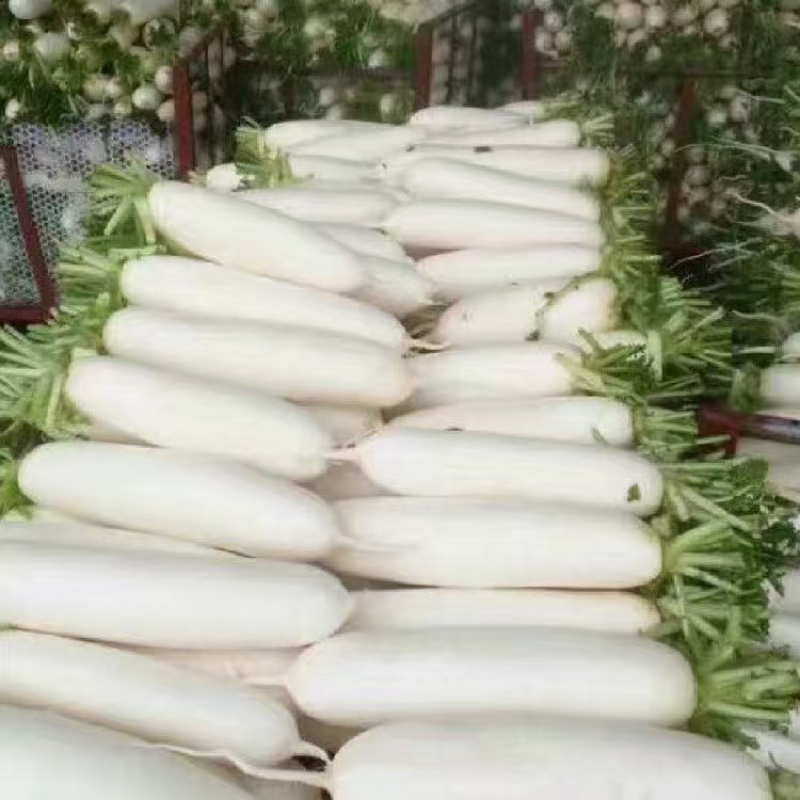 天门精品白萝卜大量上市品质保证量大从优一手货源