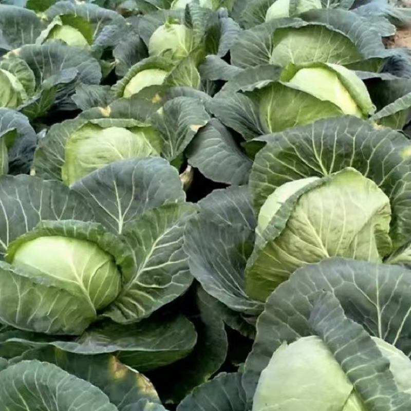 精品甘蓝圆包菜产地直发品质保证量大从优一手货源