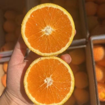 湖北精品纽荷尔脐橙大量上市品质保证量大从优一手货源