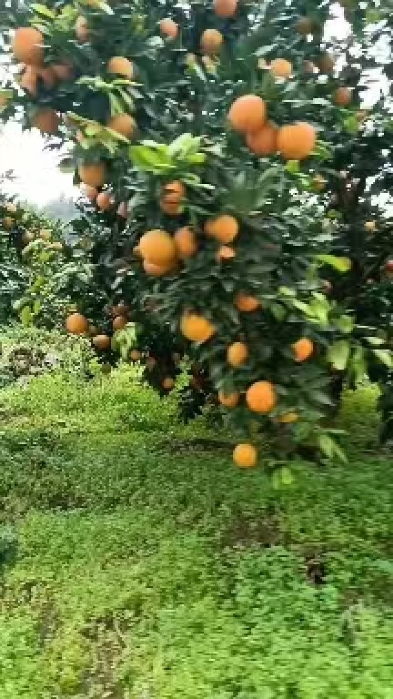 湖北精品纽荷尔脐橙大量上市品质保证量大从优一手货源