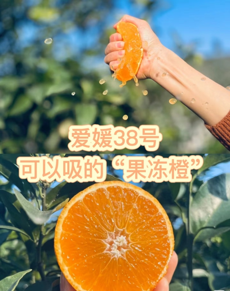 四川爱媛果冻橙电商一件代发价格美丽
