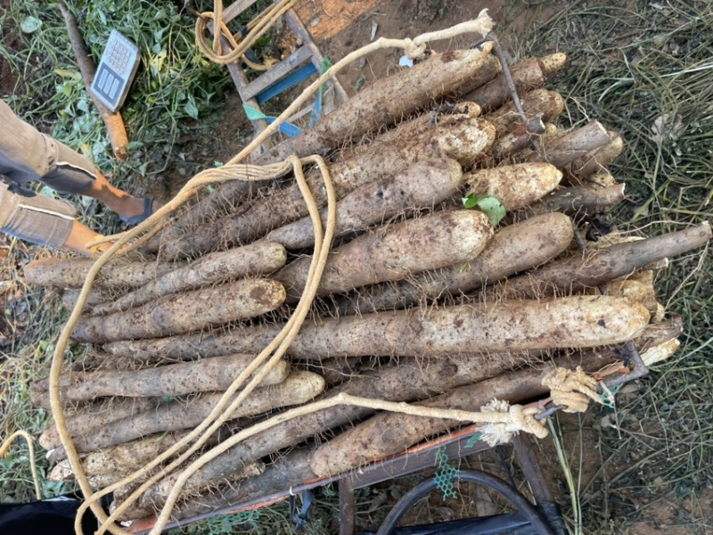 大量白鬼淮山上市，自产自销，源头好货，价格优惠！